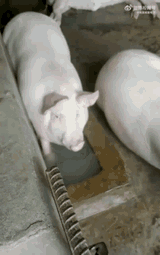 pig-pig-blowing-bubbles