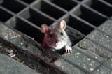 covid-rats-featured-234824389