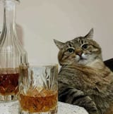 drunkcat5