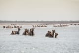 large-group-coastal-camels