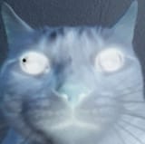 negagatto
