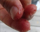 fingas