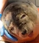 seal fucking dying