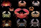 Only 1 crab
