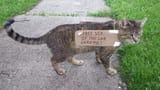 catisfinetoo