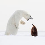 angry bear cool penguin