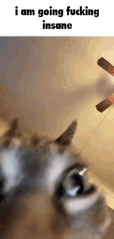 schiocat