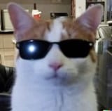 cool cat