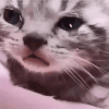 cat crying