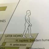 later homo