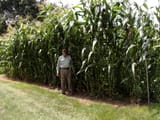 Corn
