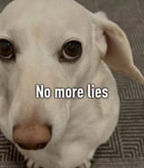 no more lies