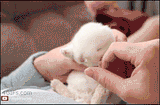 SleepyBunny