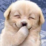 smug laughing lil cold doggo