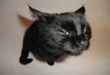 sussy cat