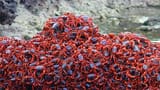 pileofcrabs