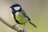 GreatTit