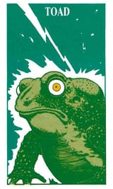 Toad Picture