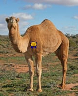 camel