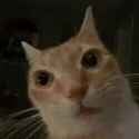 cat-1_thumb.jpg