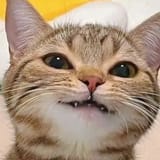 very smug lil cat