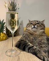 cat_01