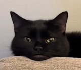 stare