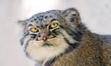 manul portrait
