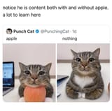 cat wisdom