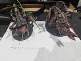 Big Bugs