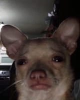 sad dog
