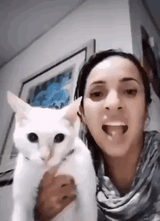 dragon cat