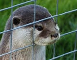 otterly disappointed