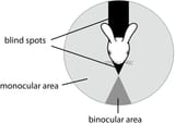 Rabbit-vision