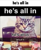 all in cat