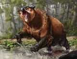 owlbear_fanart_by_kaek_d8ak8qg