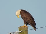 bald-eagle-perched-on-a-telephone-pole