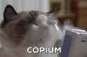 copium-cat_thumb.jpg