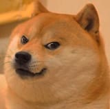 Angry Fat Doge