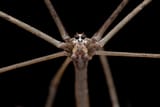 3-ogre-faced-spider-melvyn-yeo