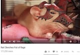 skaven fist of rage