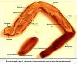 SpiderLegCrossSection
