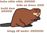 beaver
