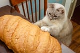 thinking bread cat
