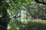 india swamp