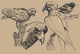 bird sketches