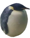fat lil penguin