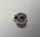 hamster sad