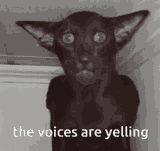 the voices are yelling