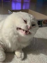 1734378238697546